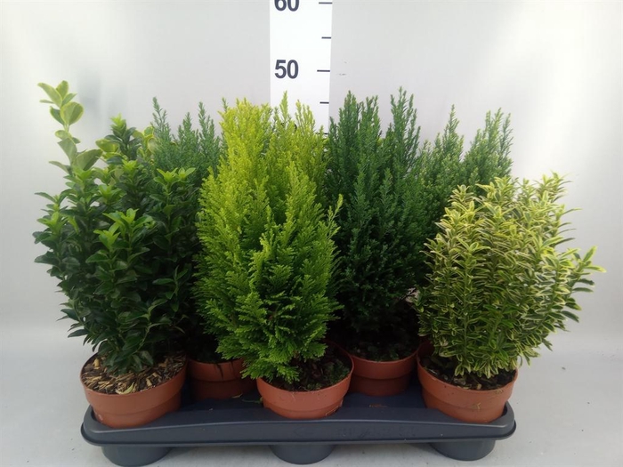<h4>Conifers and Shrubs   ...mix</h4>