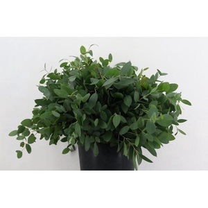 EUCA COCCIFERS PER STEM 55CM