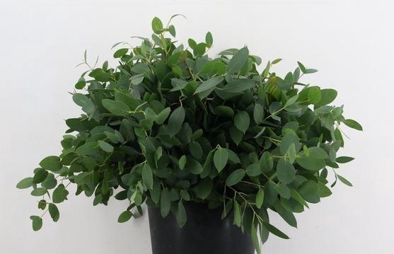 <h4>EUCA COCCIFERS PER STEM 55CM</h4>