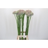 Allium Ampeloprasum