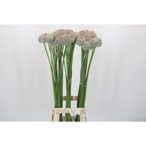 Allium Ampeloprasum