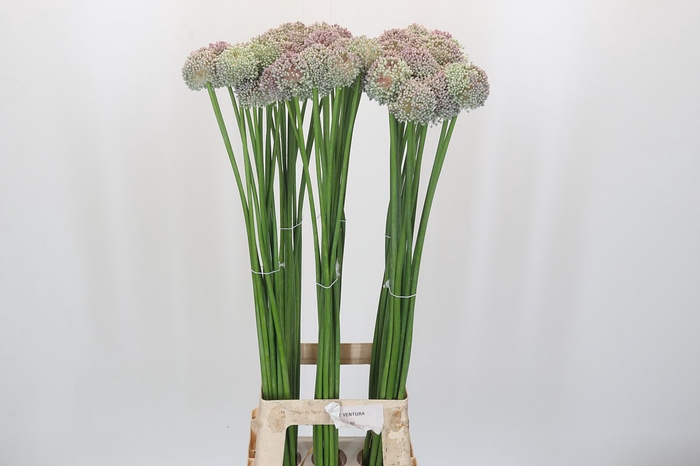 <h4>Allium Ampeloprasum</h4>