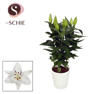 Oriental White 13cm keramiek LINO