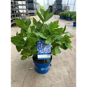 Hydrangea 'The Original Blue' - P23 - Endless Summer