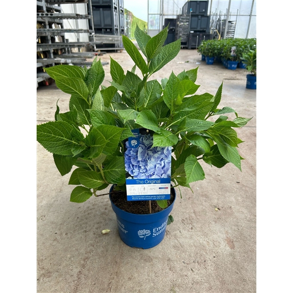<h4>Hydrangea 'The Original Blue' - P23 - Endless Summer</h4>