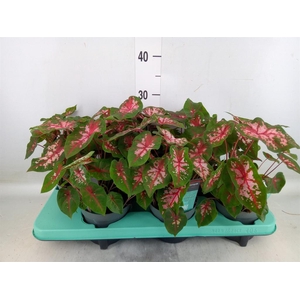 Caladium  'Carolyn Whorton'
