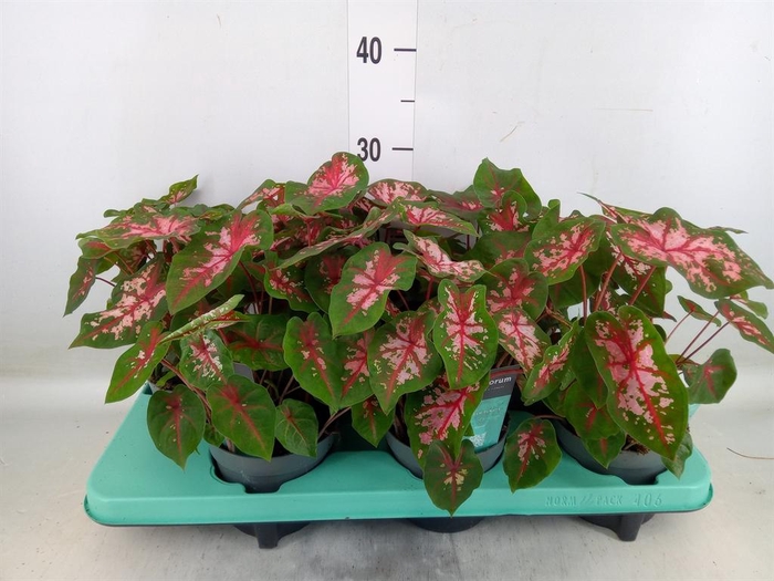 <h4>Caladium 'Carolyn Whorton'</h4>