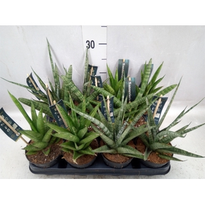 Sansevieria cyl.  ...