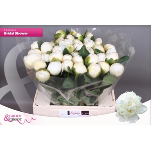 PAEO L BRIDAL SHOWER