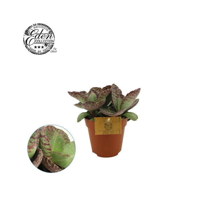 <h4>Kalanchoe Humilis 12cm</h4>