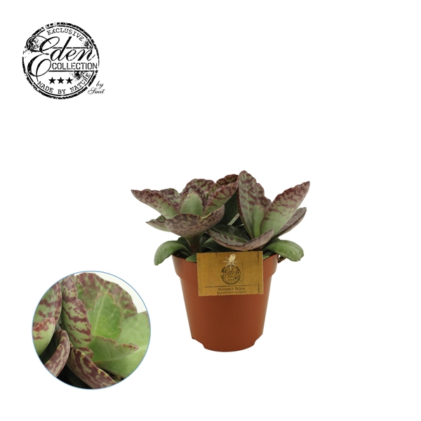 <h4>Kalanchoe Humilis 12cm</h4>