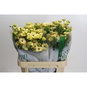 Ranunculus Magical Caramel