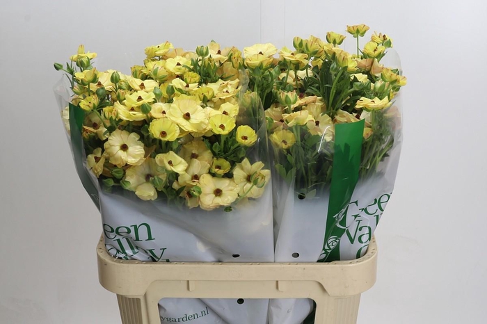 <h4>Ranunculus Magical Caramel</h4>