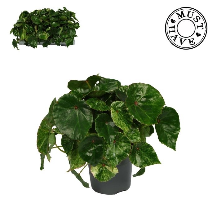 <h4>Bladbegonia Rouge Variegated</h4>