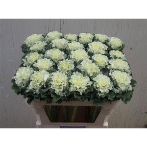 Brass Crane Ru White