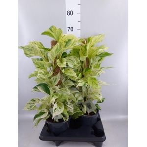 Epipremnum   ...
