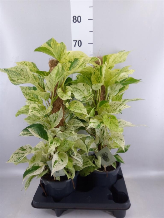 <h4>Epipremnum   ...</h4>