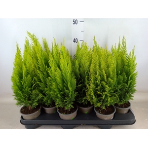 Chamaecyparis laws. 'Ellwoods Emp'