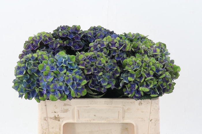 <h4>Hydr M Mag Charl Bl</h4>