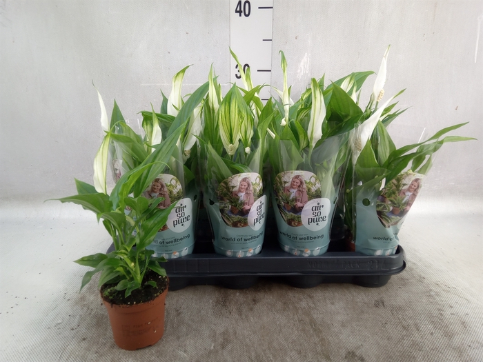 <h4>Spathiphyllum  'Pearl Cupido'</h4>