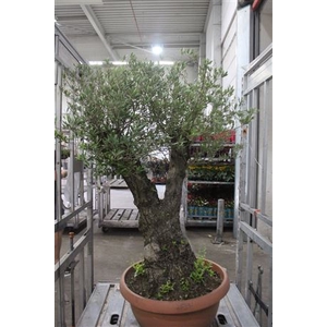 Olea Europaea Bonsai Potgekweekt