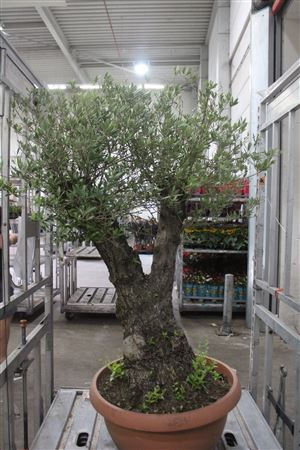 <h4>Olea Europaea Bonsai Potgekweekt</h4>