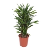 Dracaena Riki