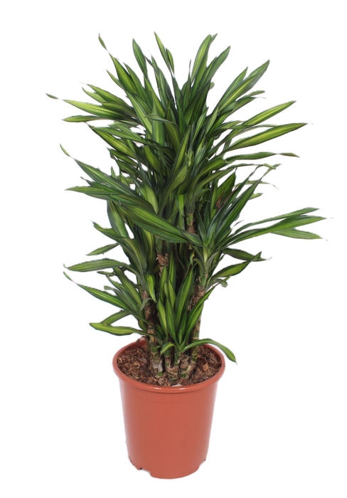 Dracaena Riki