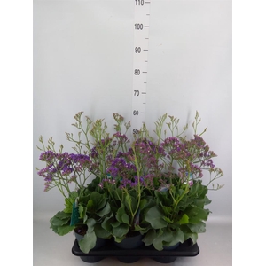 Limonium  'Salt Lake'
