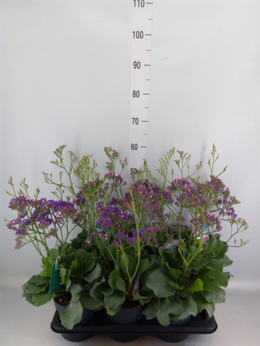 <h4>Limonium  'Salt Lake'</h4>
