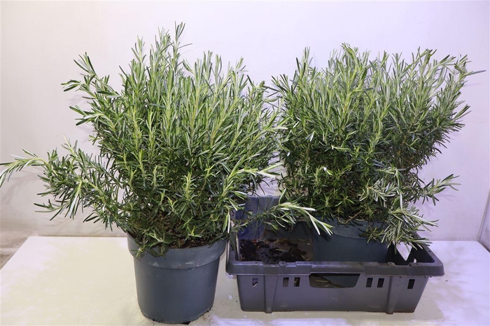 <h4>arr8 Rosmarin Of Ov</h4>