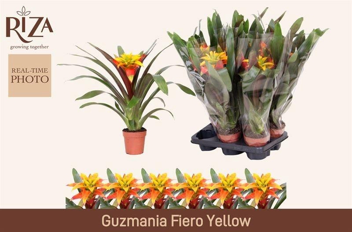 <h4>GUZM FIERO YELLOW</h4>