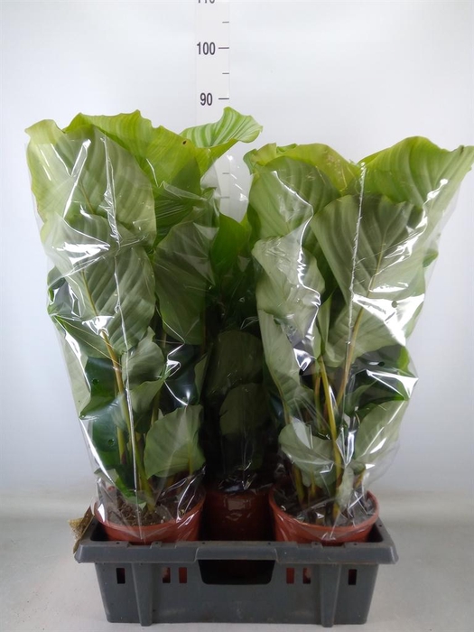 <h4>Calathea orbifolia</h4>