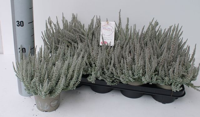 <h4>CALLU GA G FLUFFY P12</h4>