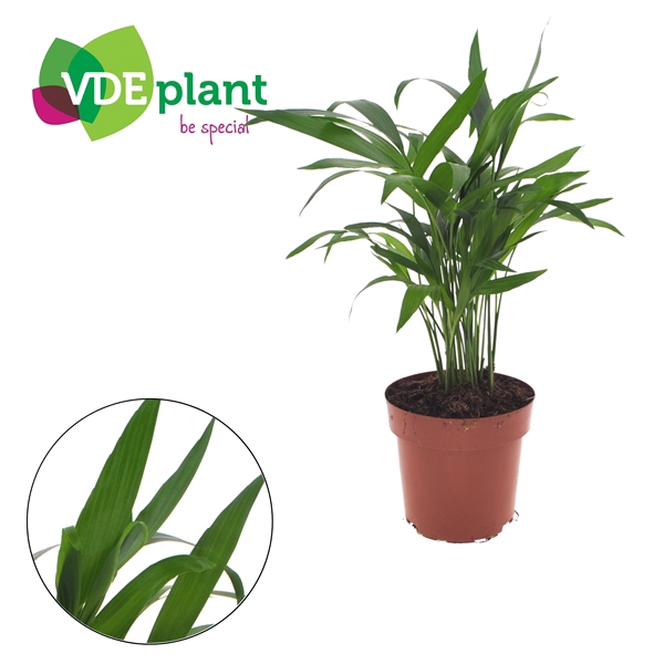 <h4>Cataractarum "Areca" 12cm</h4>