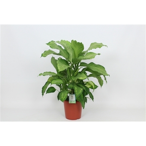 Purify Dieffenbachia Ivory Green 24 cm