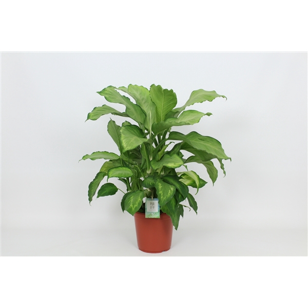 <h4>Purify Dieffenbachia Ivory Green 24 cm</h4>