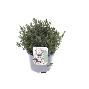 Arenaria montana Ronda White