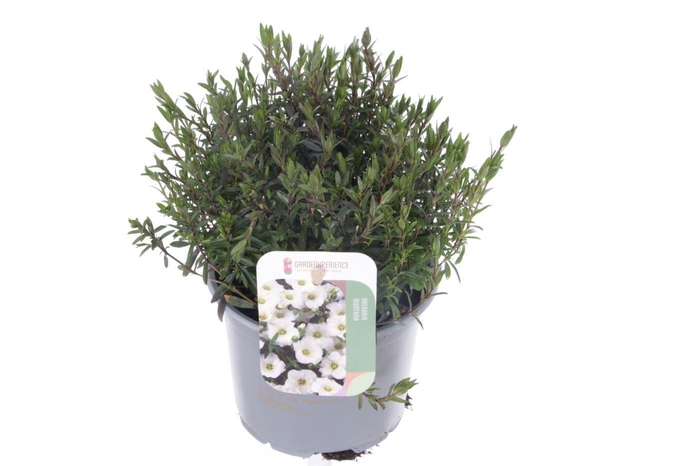 <h4>Arenaria montana Ronda White</h4>