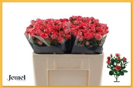 <h4>R Tr Fireworks</h4>