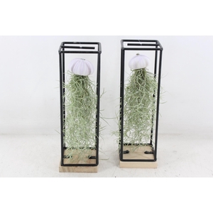 arr3 CP - Ijzer frame hang schelp