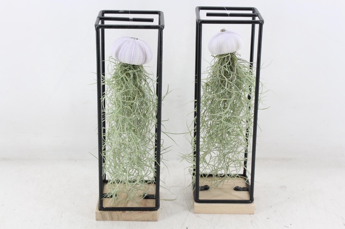 <h4>arr3 CP - Ijzer frame hang schelp</h4>