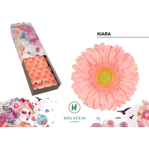 Gerbera Kiara Doos