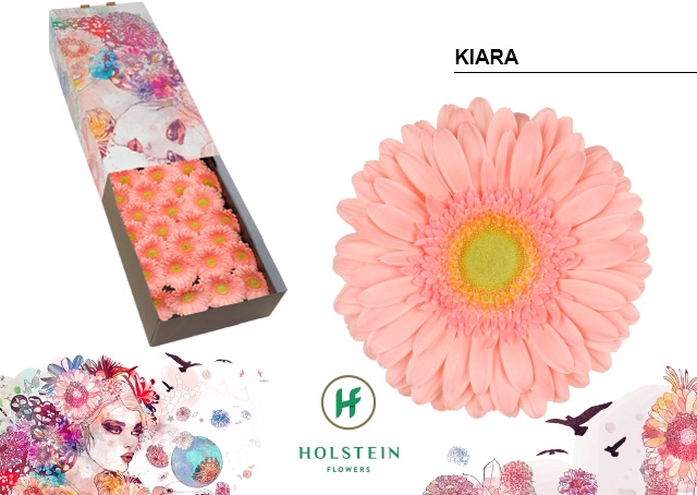 <h4>Gerbera Kiara Doos</h4>