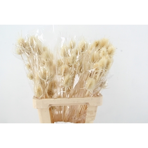DF Dipsacus Bleach Bs 90gr