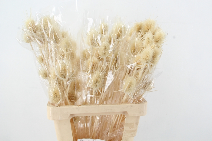 <h4>DF Dipsacus Bleach Bs 90gr</h4>