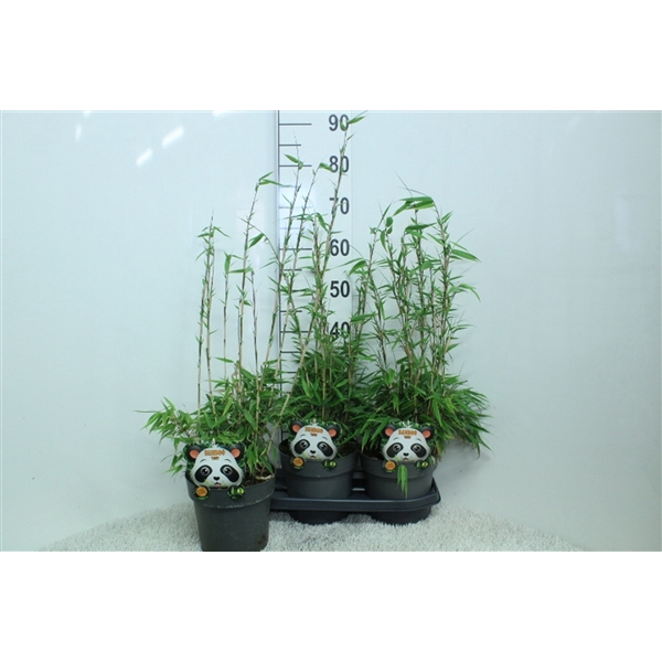 Fargesia rufa P19