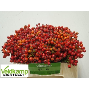 ROSA MAG AUTUM GLORY