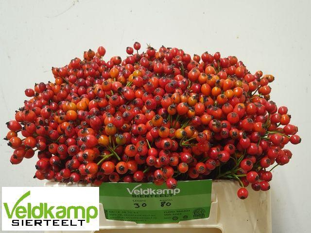 <h4>ROSA MAG AUTUM GLORY</h4>