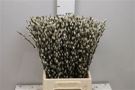 <h4>Salix Ca Snow Flake</h4>